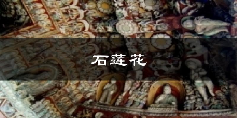 石莲花天气未来15天