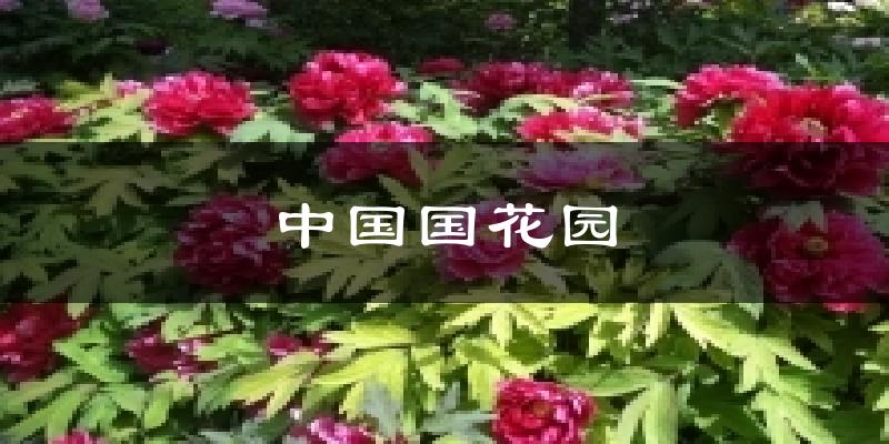 中国国花园天气未来15天