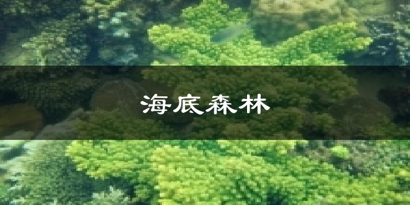 海底森林天气未来15天